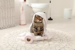 子猫のトイレのトレーニング・しつけの仕方｜うまくできない時の原因と対処法を解説！