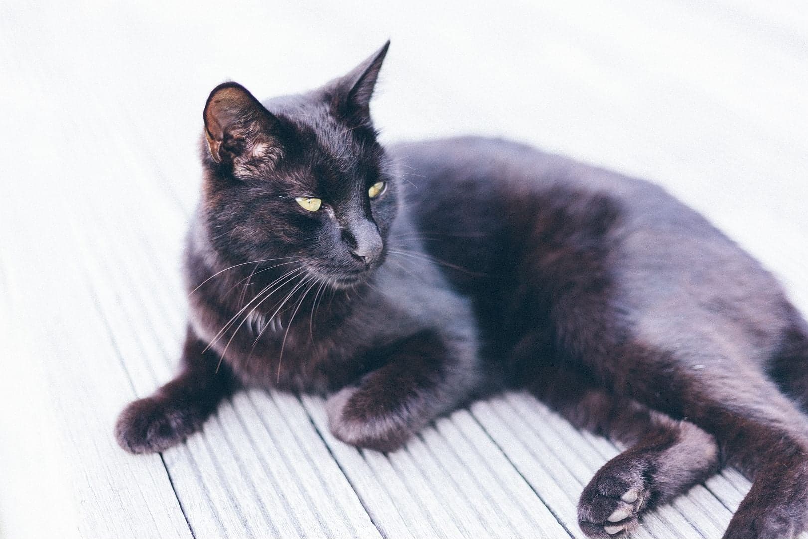 猫の体重がゆっくりと減少。 原因は？ 対処法などを獣医師が解説
