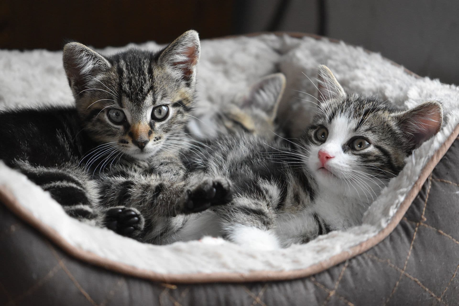 ベッドでくつろぐ2匹の子猫