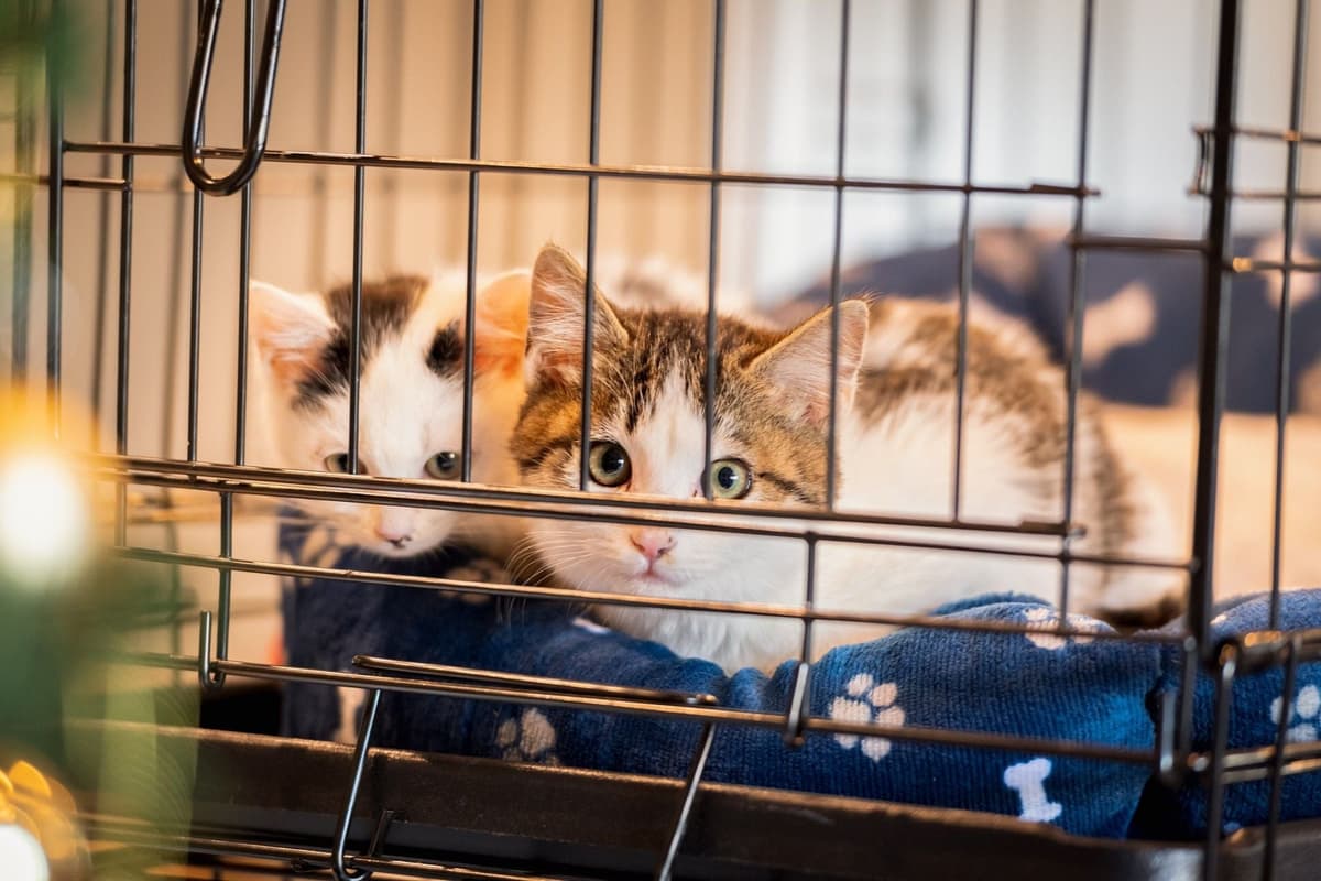 子猫にケージは必要？ケージを選ぶ際の注意点や放し飼いに移行するタイミングを解説
