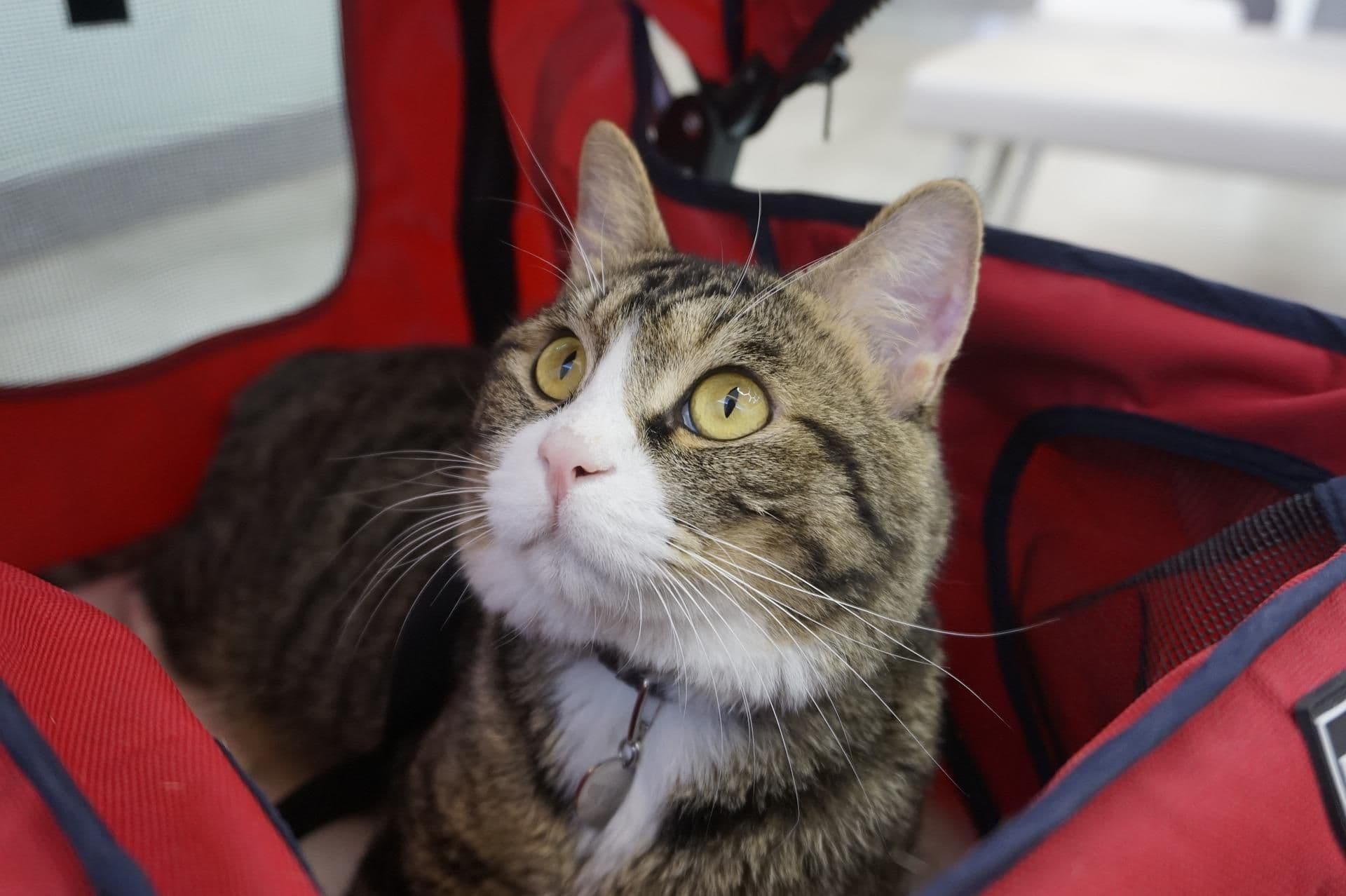 キャリーに入った猫
