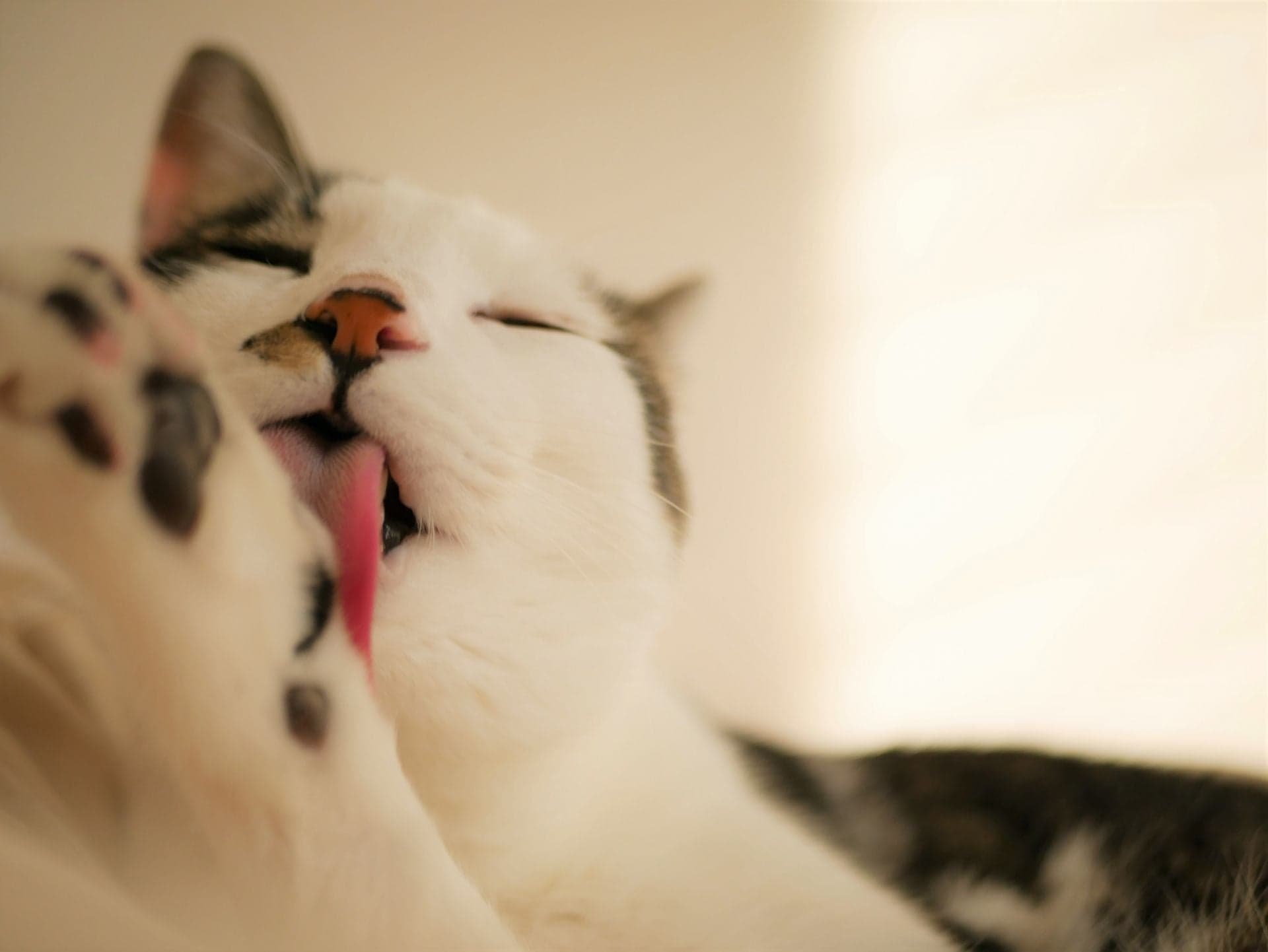 どうして？猫がメロメロになる「またたび」とは。与える際の注意点も | UCHINOCO ＜うちの子＞, image size:1920x1442