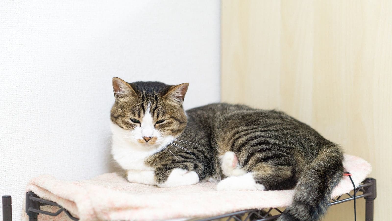 眠そうな様子の猫