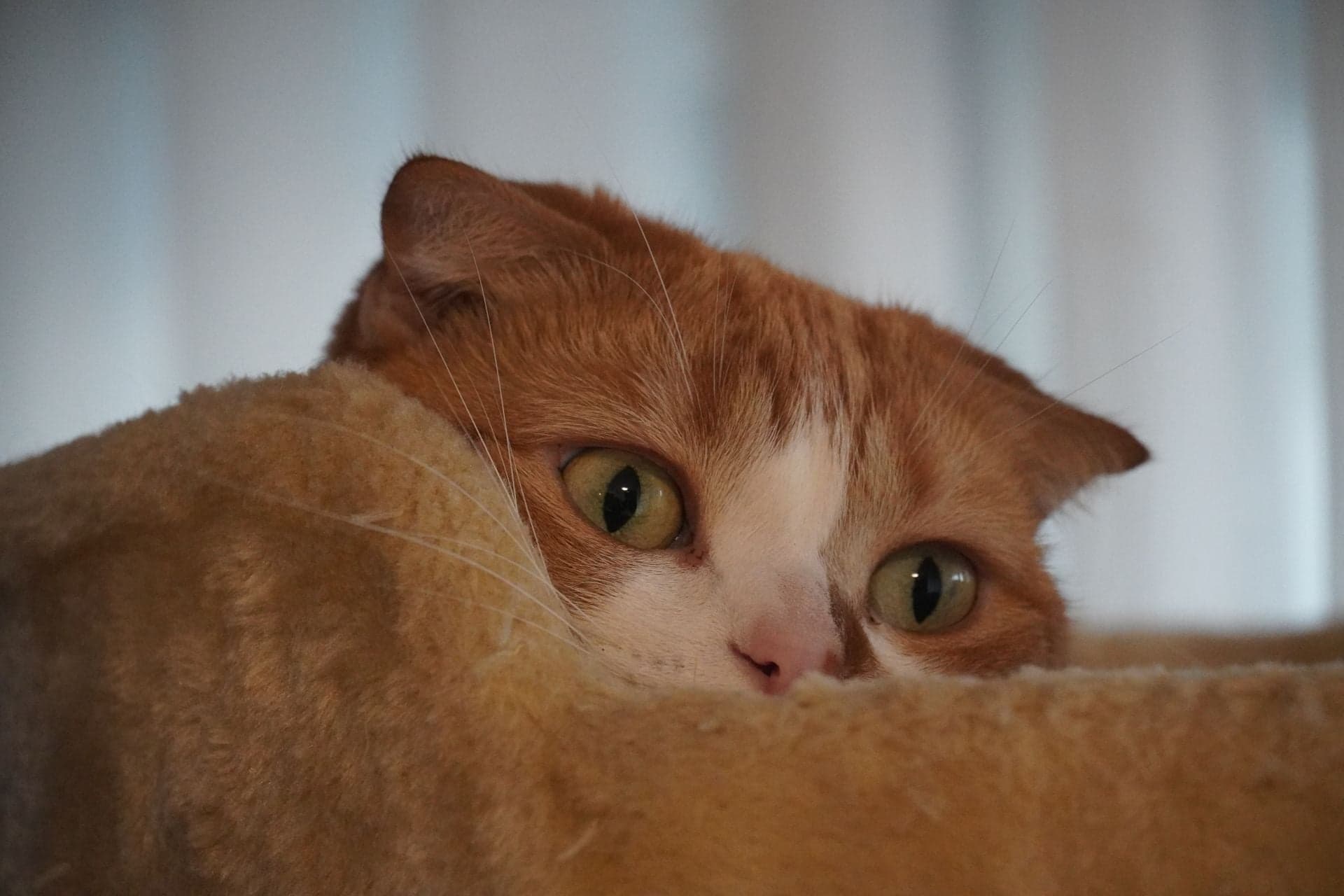 笑える面白い猫の写真8選で元気をもらおう, image size:1920x1280