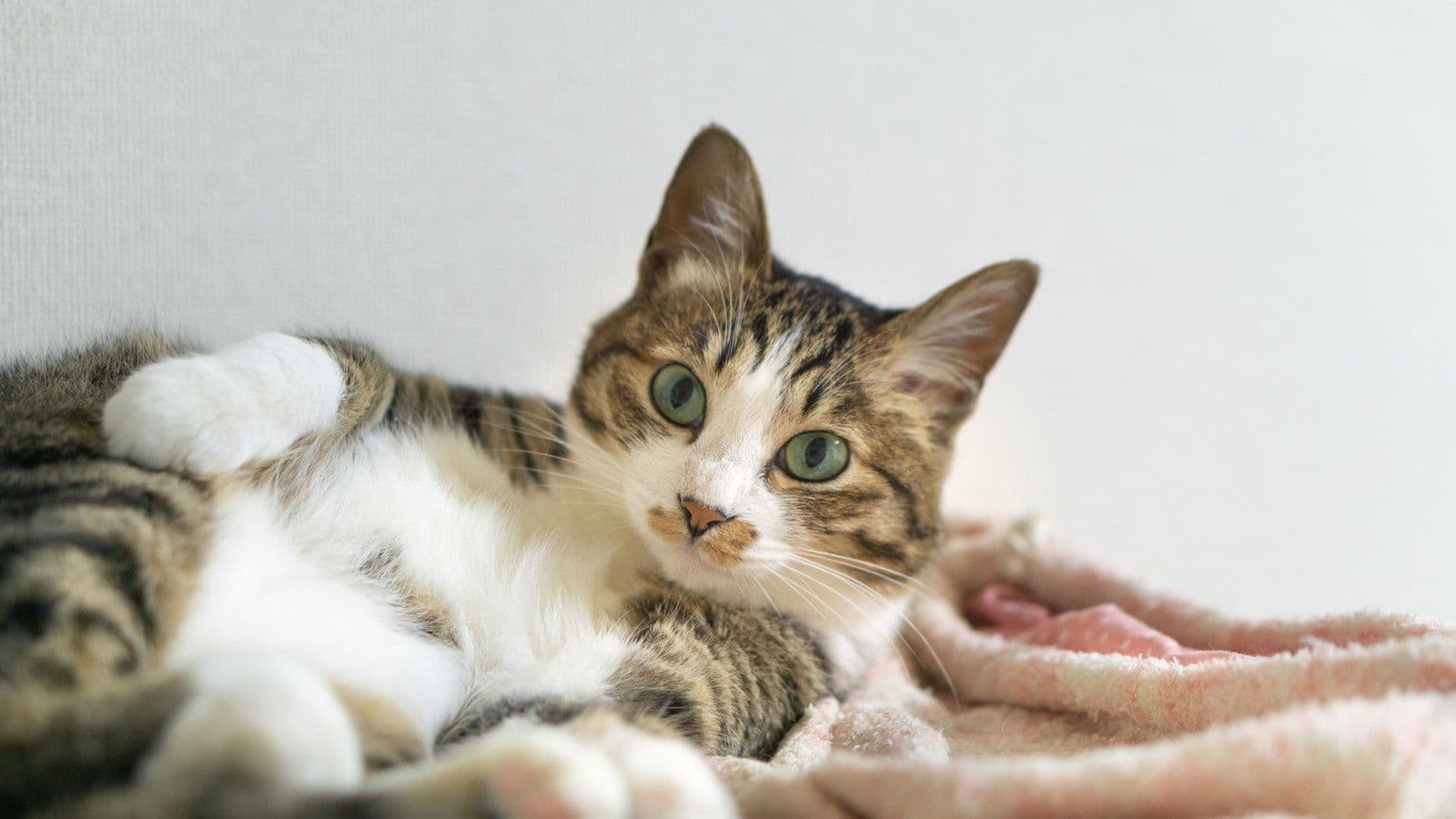 くつろぐ猫