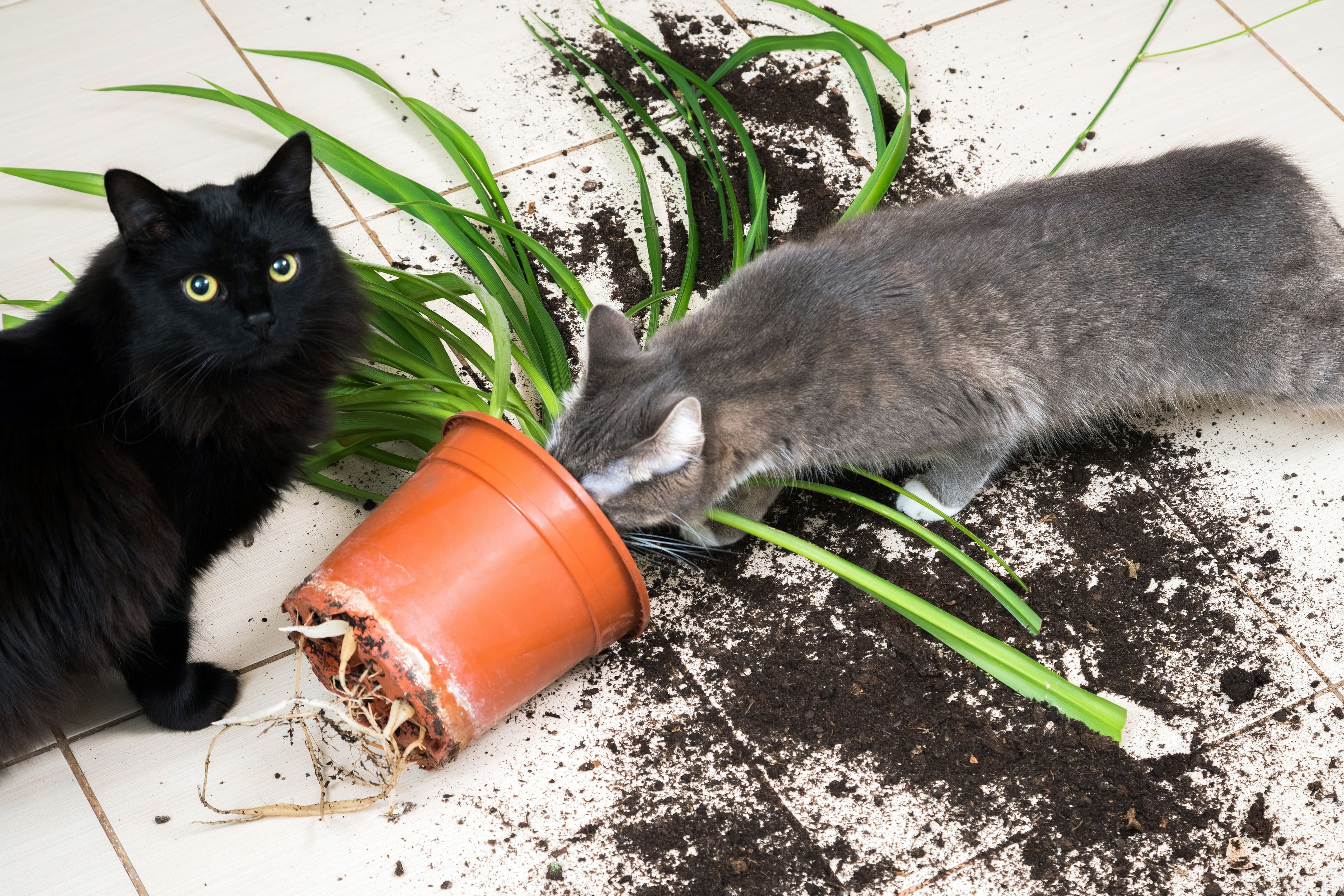 家の中でいたずらをする猫