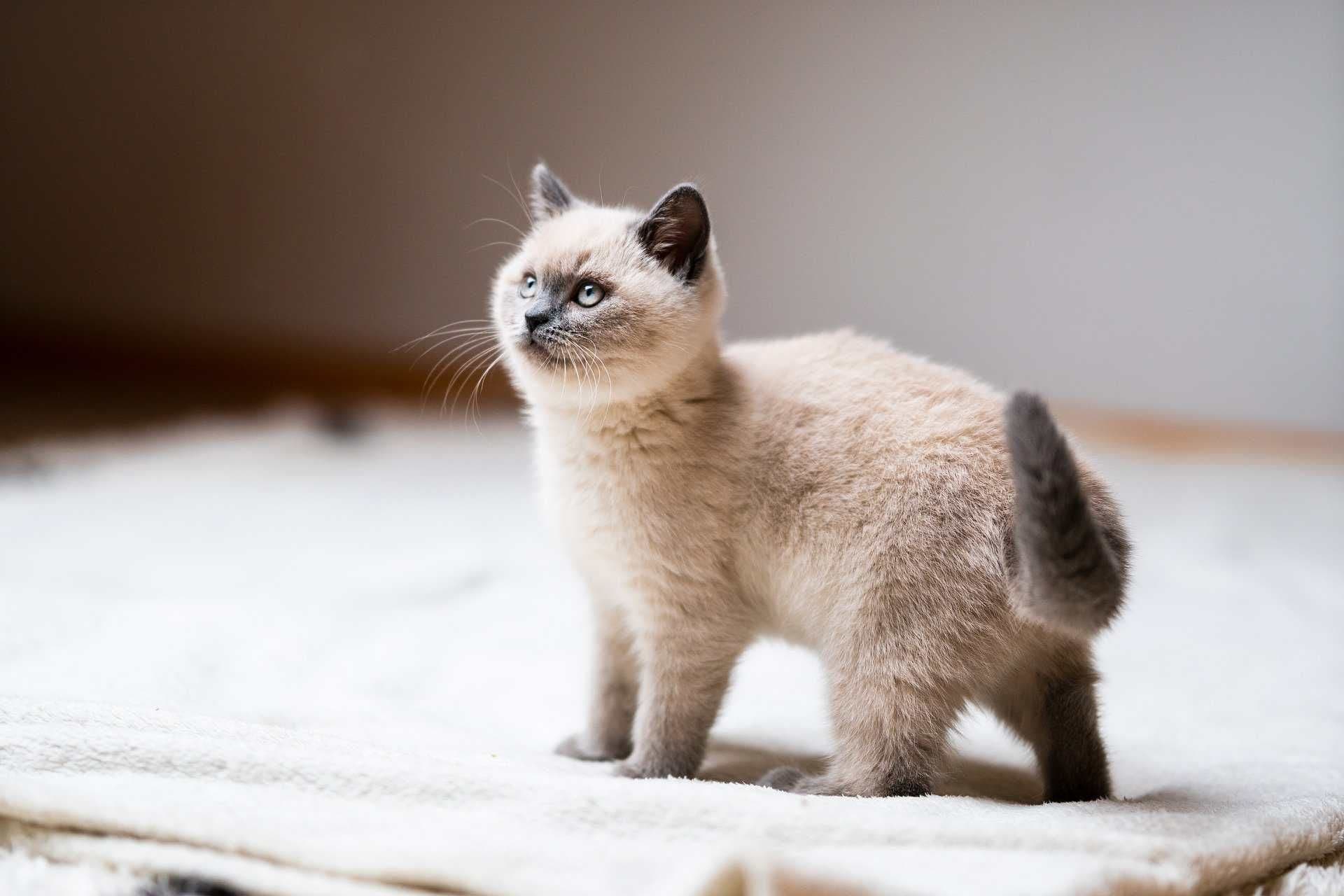 白とグレーの子猫