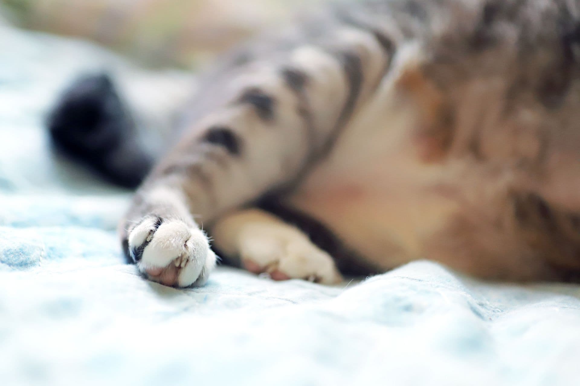猫の後ろ足