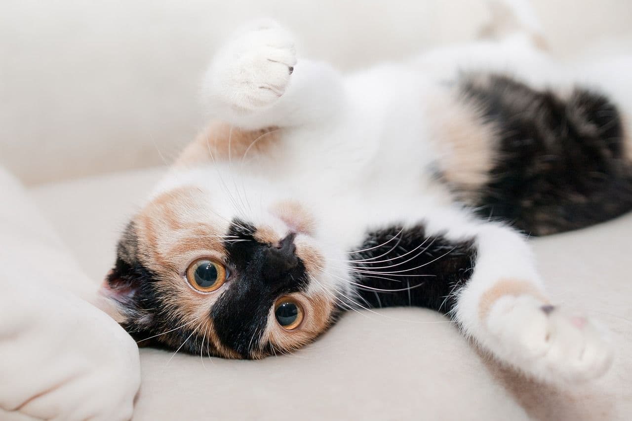 ソファでくつろぐ猫