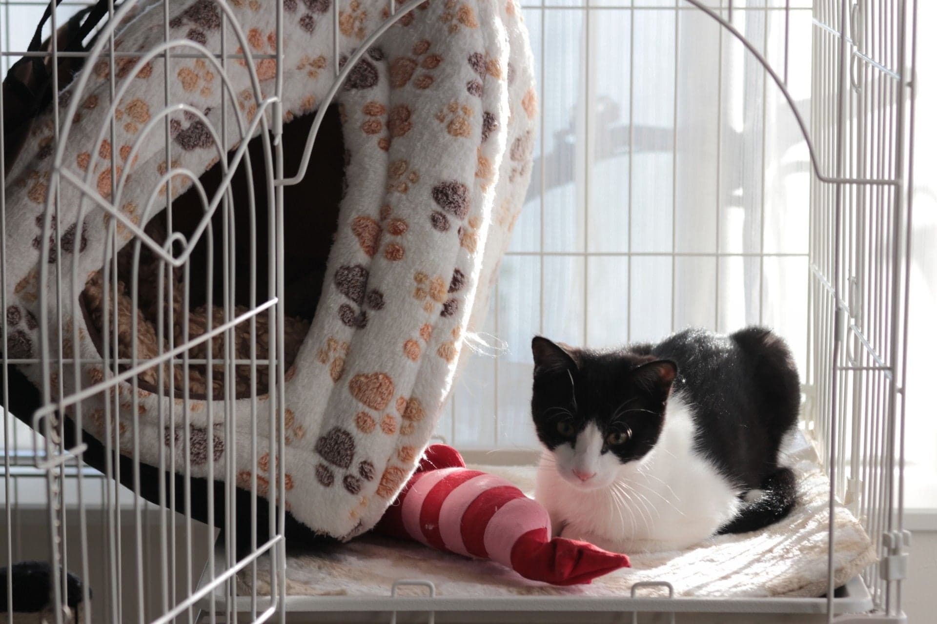子猫にケージは必要？ケージを選ぶ際の注意点や放し飼いに移行する 