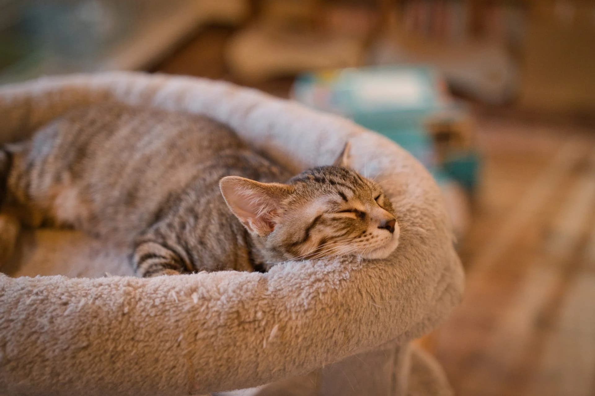 眠る猫