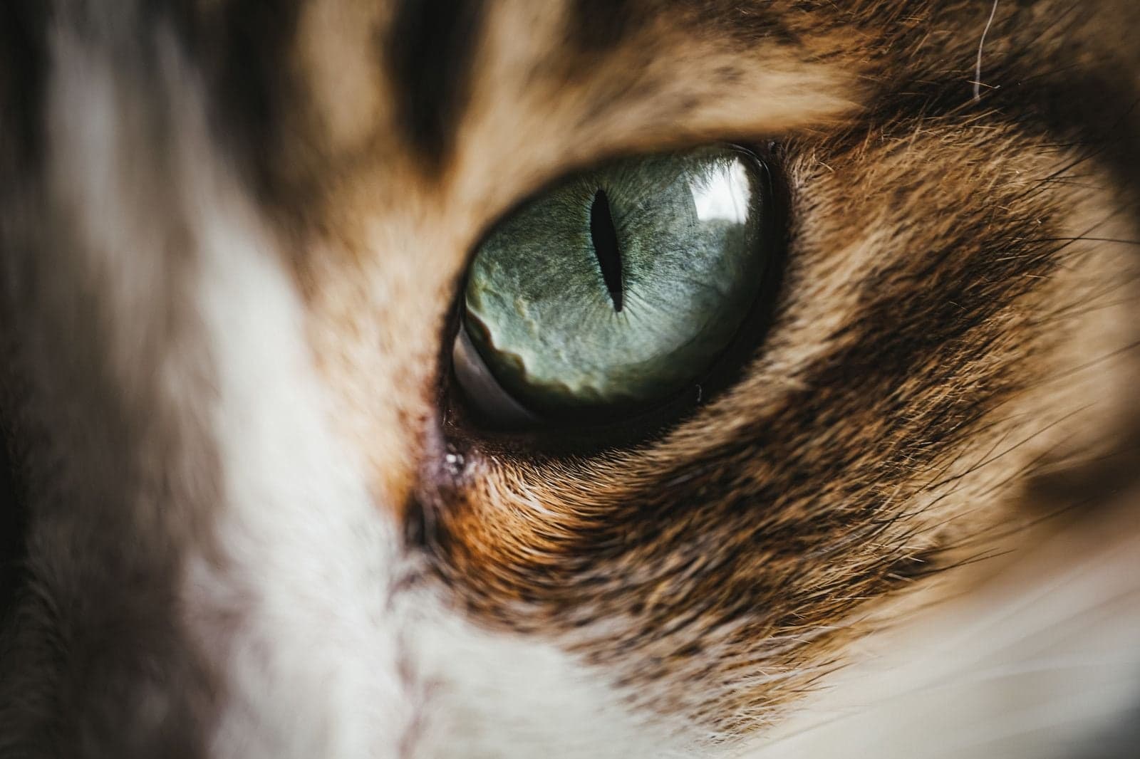 猫の瞳