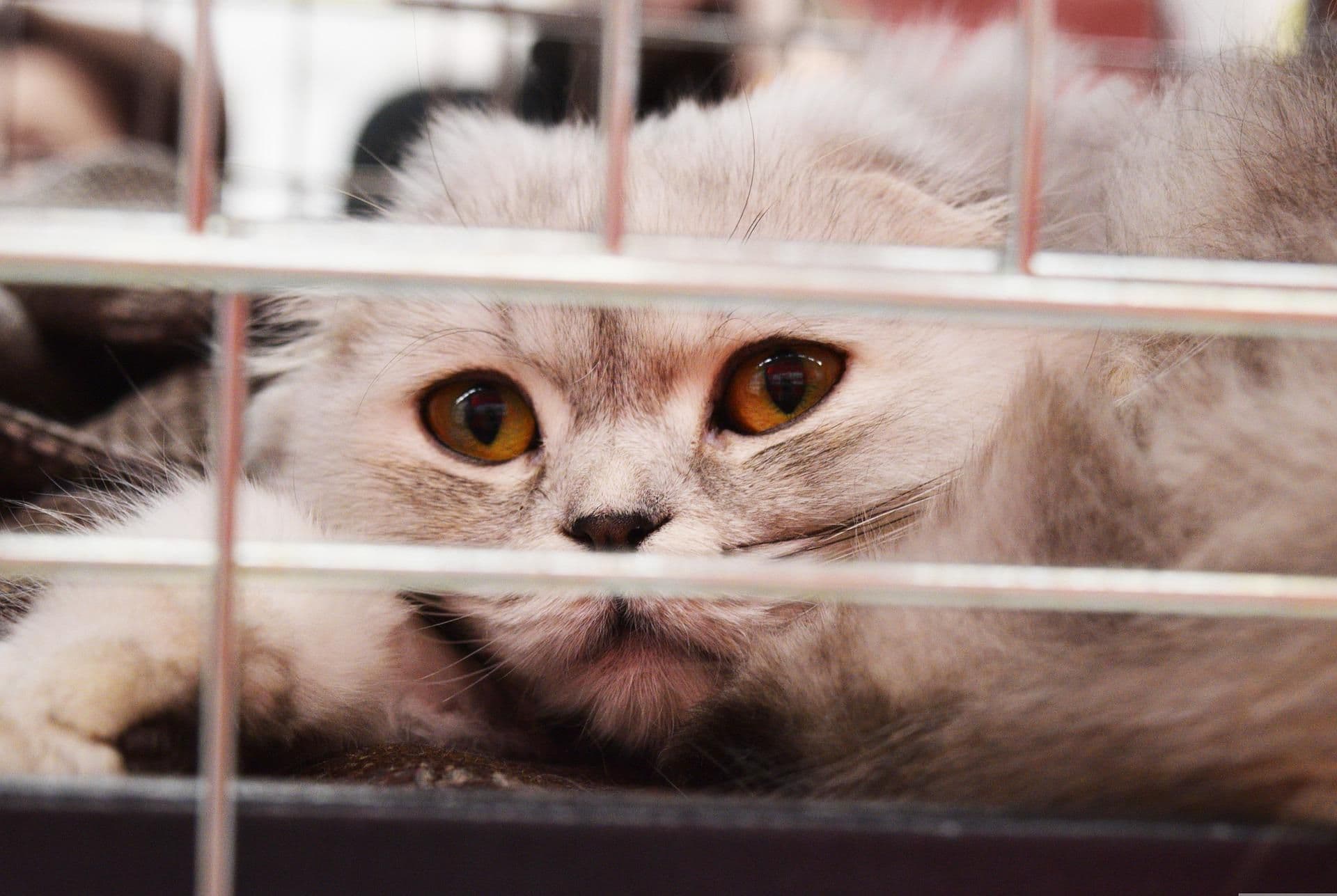 ケージに入った猫