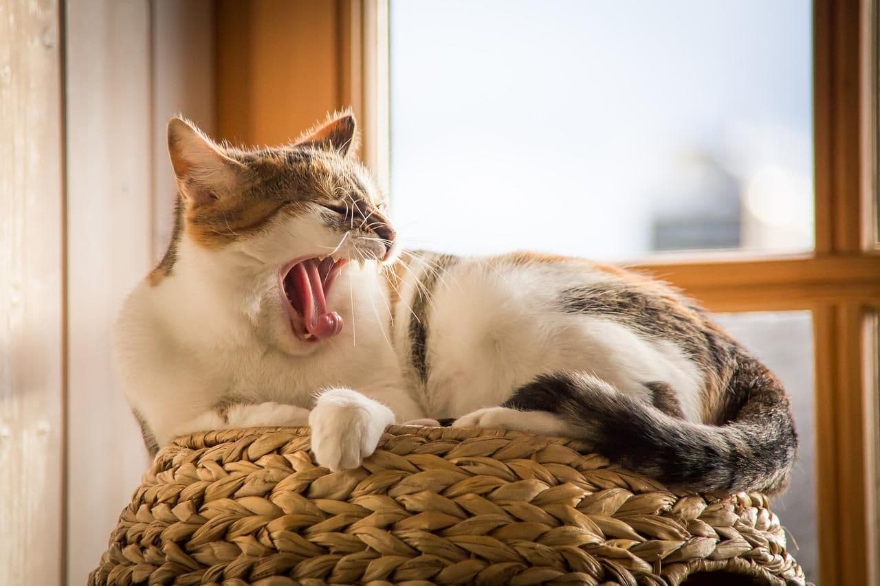日向であくびをしている猫