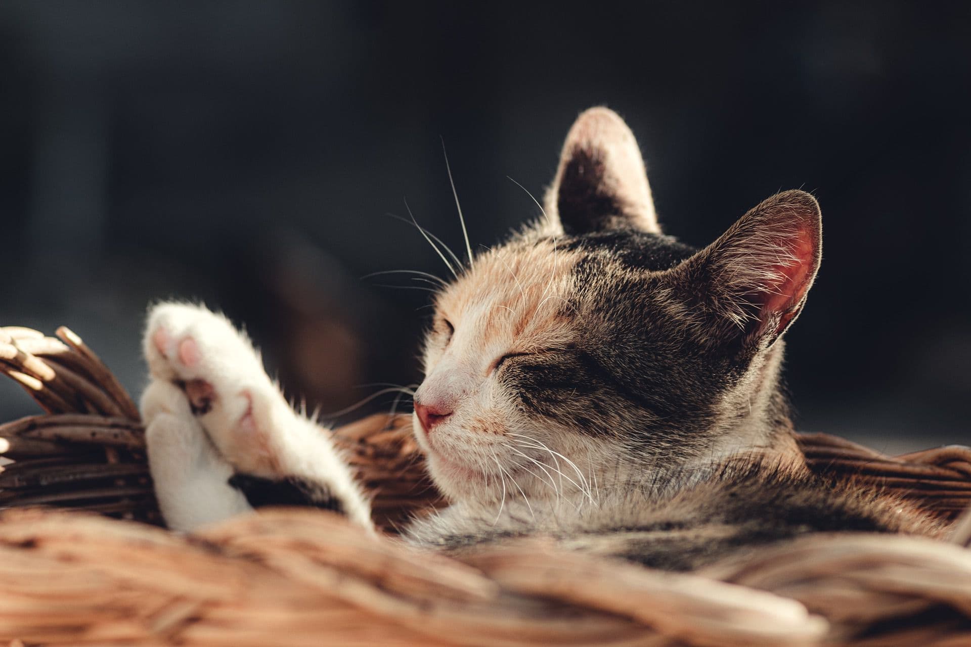 日光浴をする猫