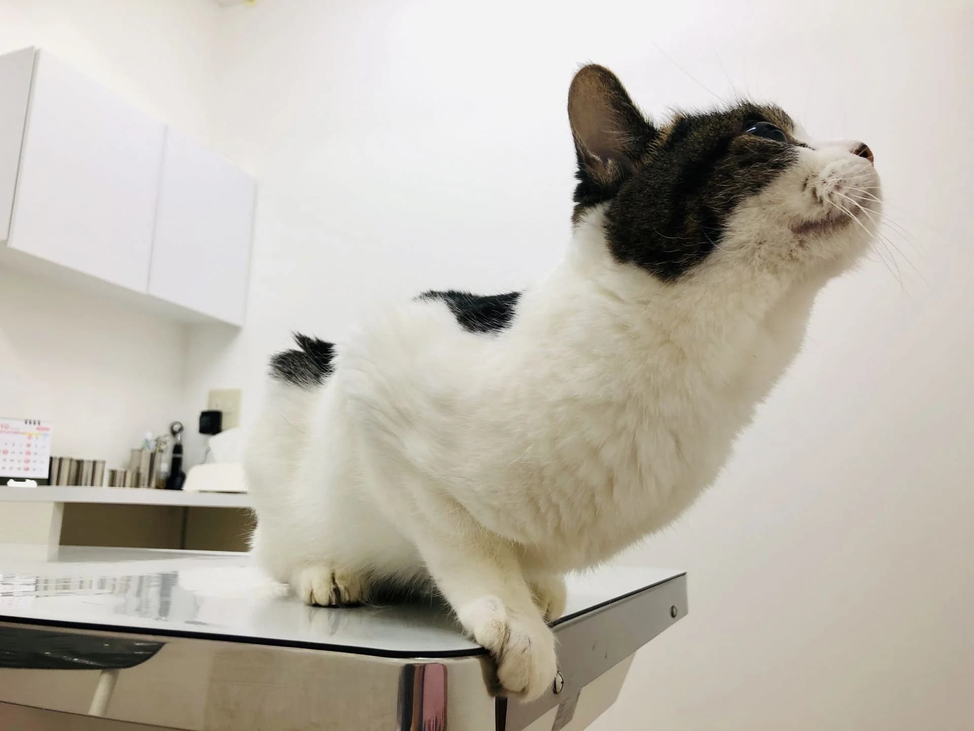 猫が膀胱炎に！治療費はどのくらい？膀胱炎の症状や治療費について解説