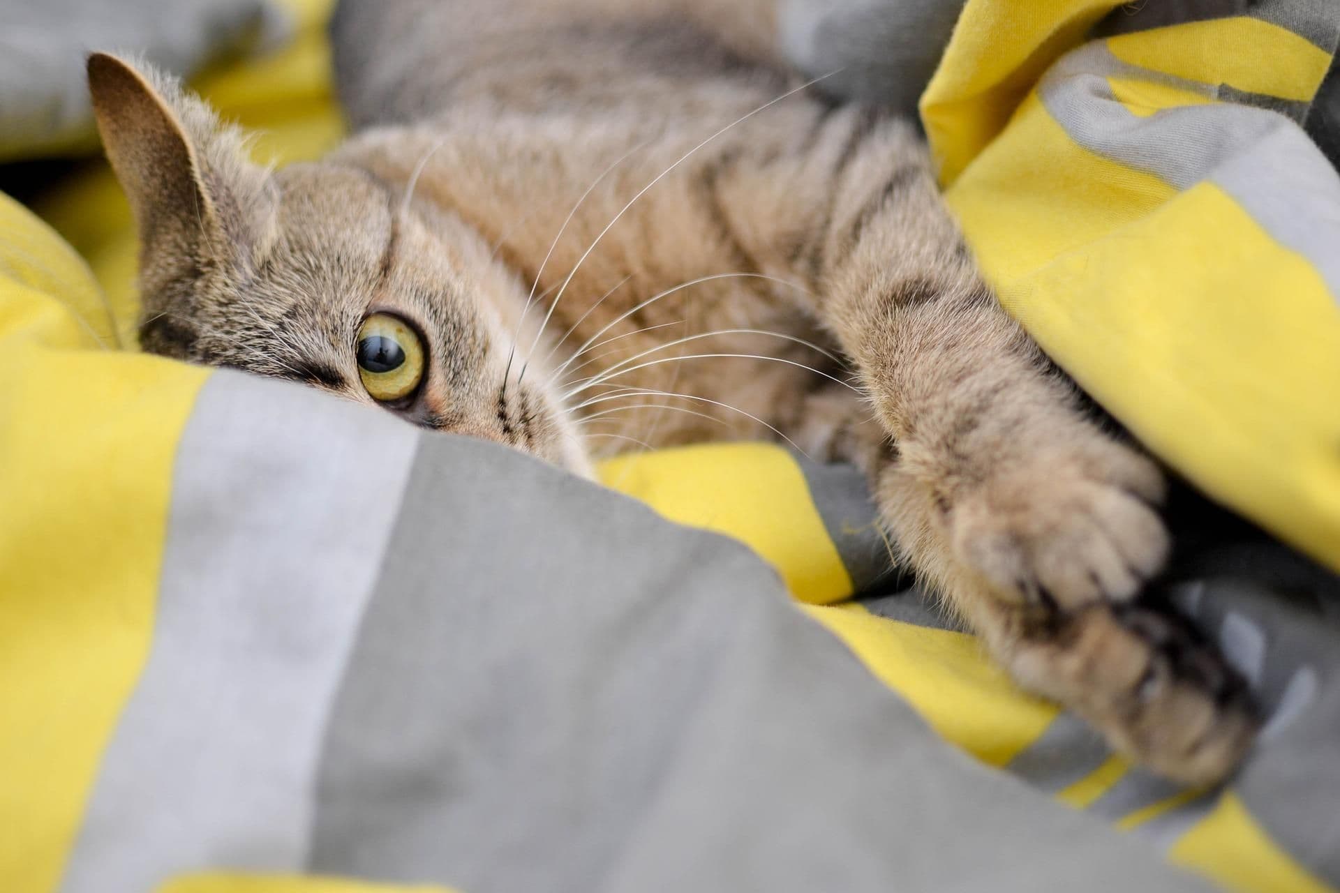 毛布でくつろぐ猫