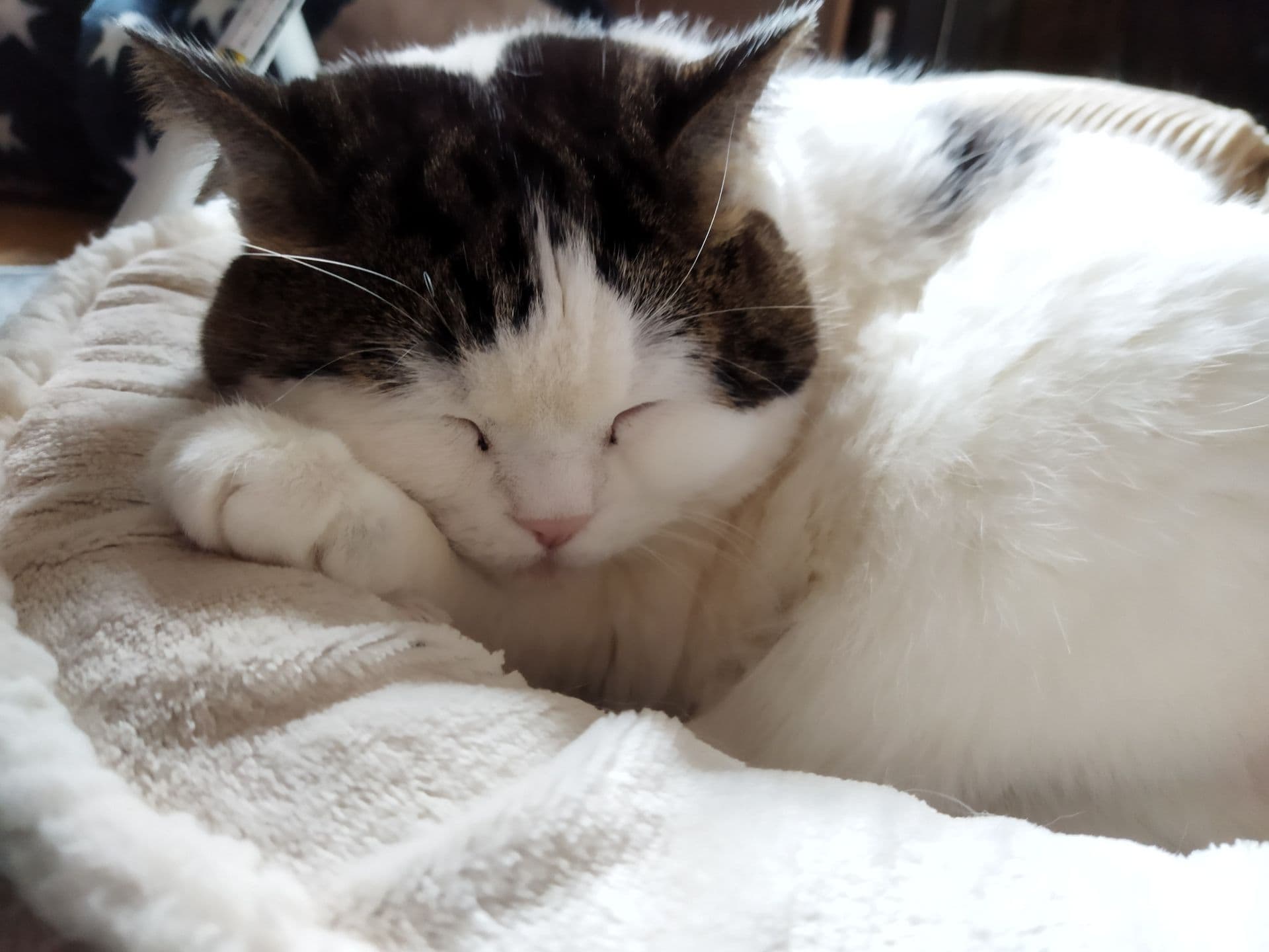 寝ている猫