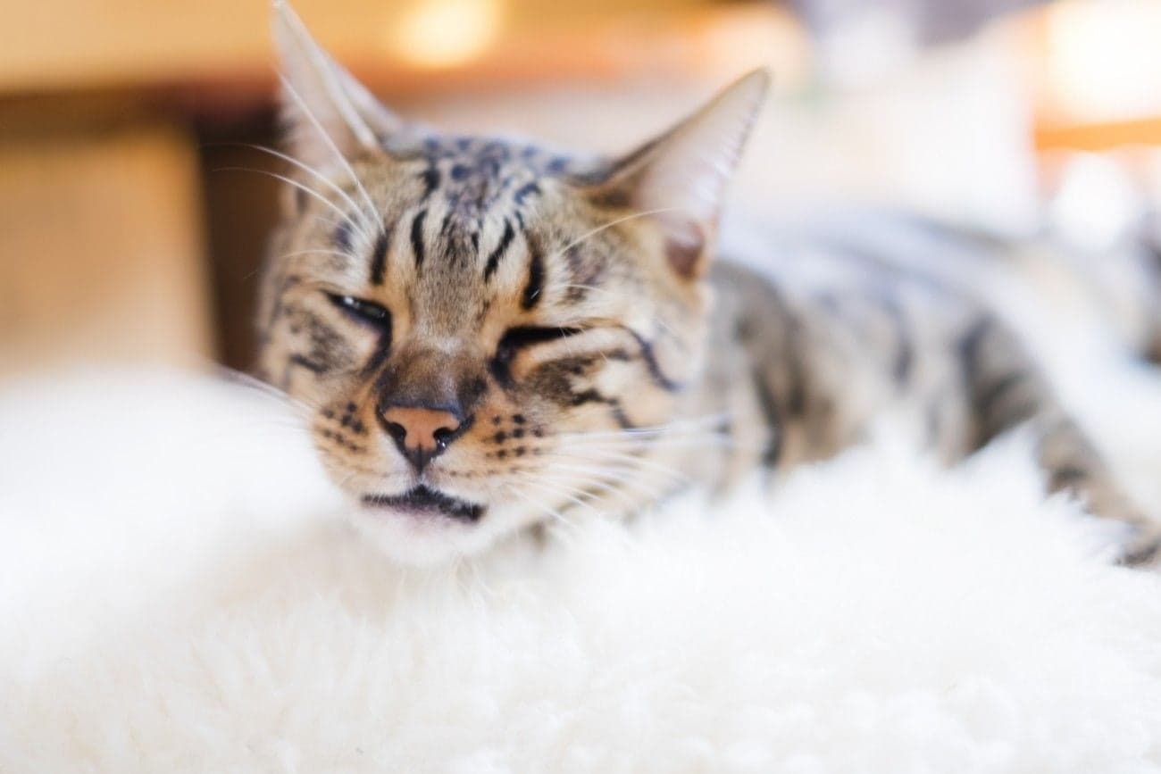 くしゃみが出そうな猫