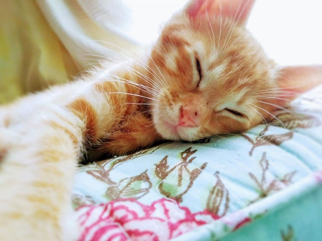 昼寝する猫