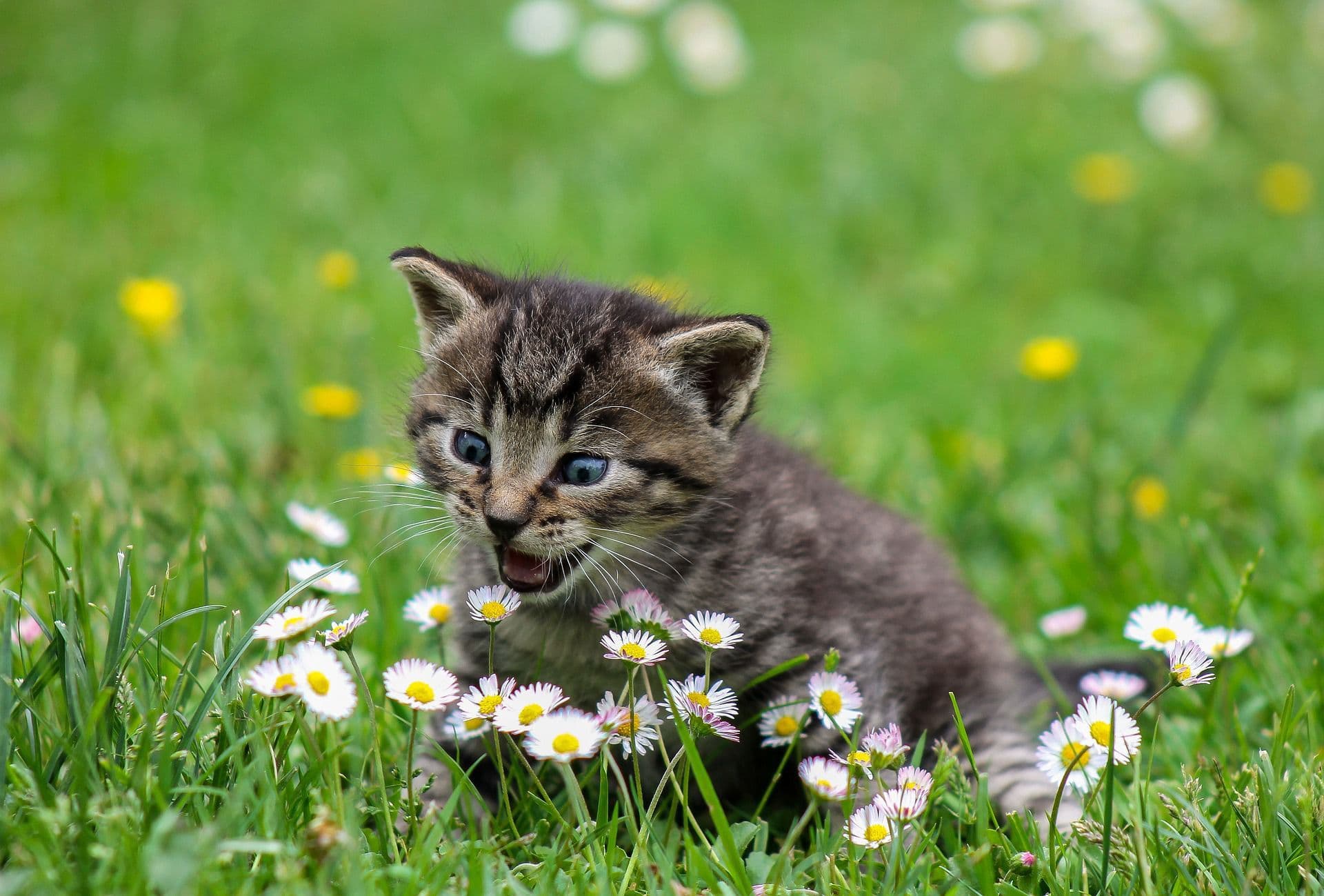猫の体温について知ろう！平熱や測り方、熱が出る原因などを解説