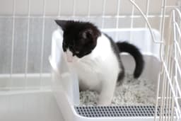 猫の膀胱炎を獣医師が完全解説。50%が1年以内に再発。レントゲンやエコー写真も紹介