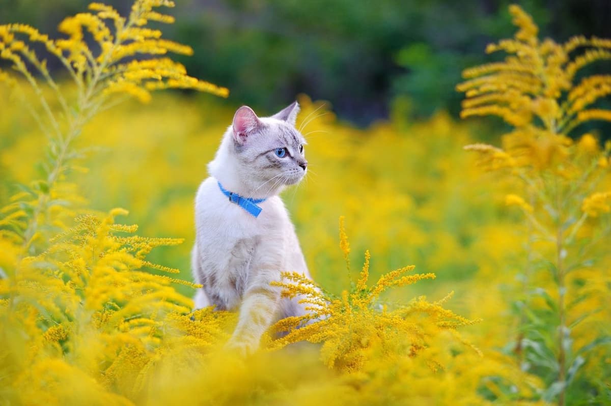 猫が首輪を嫌がる理由と対策｜慣れてもらう方法と注意点を解説！