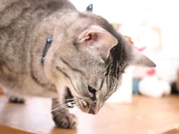 獣医師が解説｜猫が吐くときは病院に連れていくべき？ 何度も続く場合は要注意