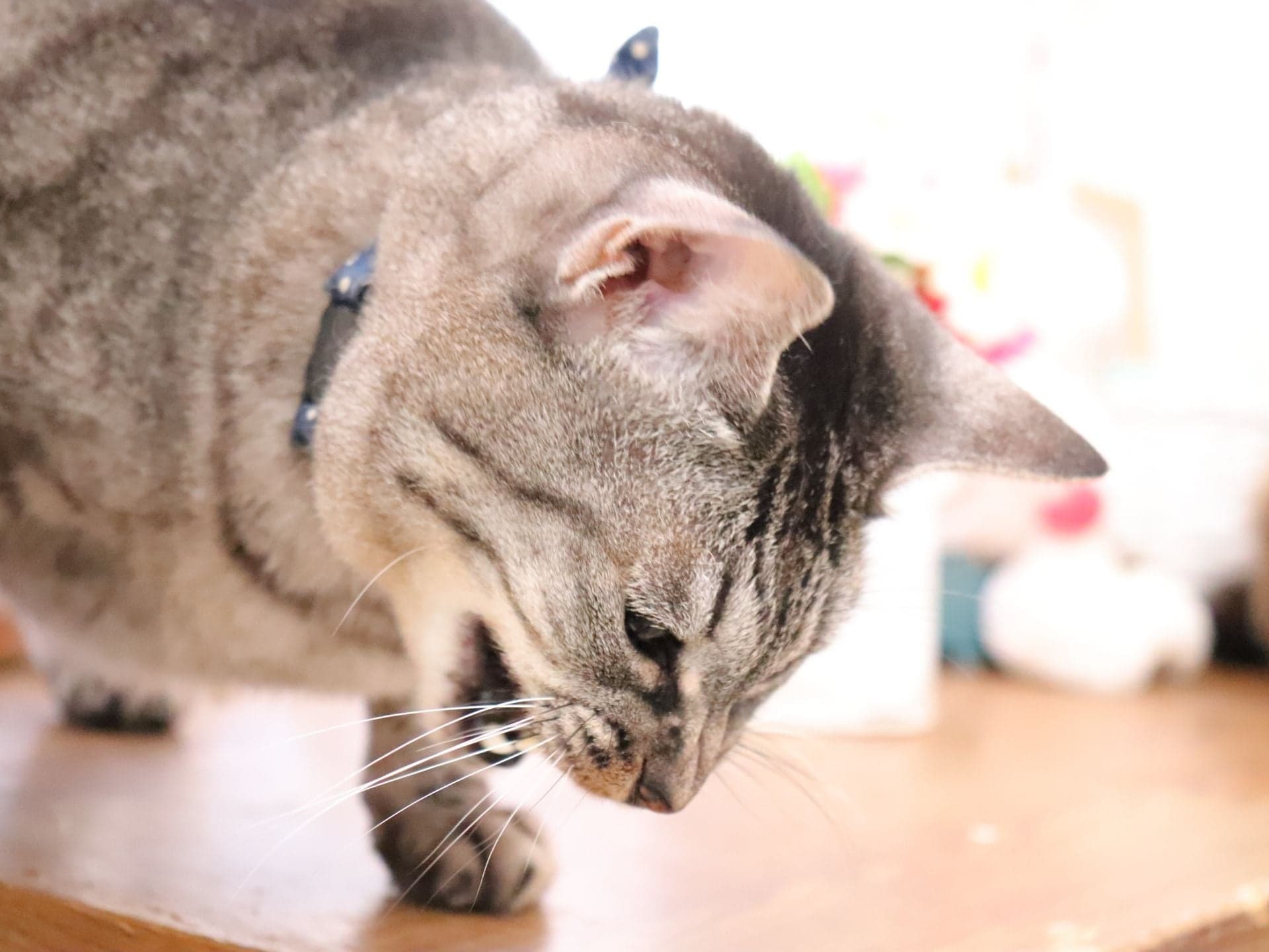 獣医師が解説｜猫が吐くときは病院に連れていくべき？ 何度も続く場合は要注意