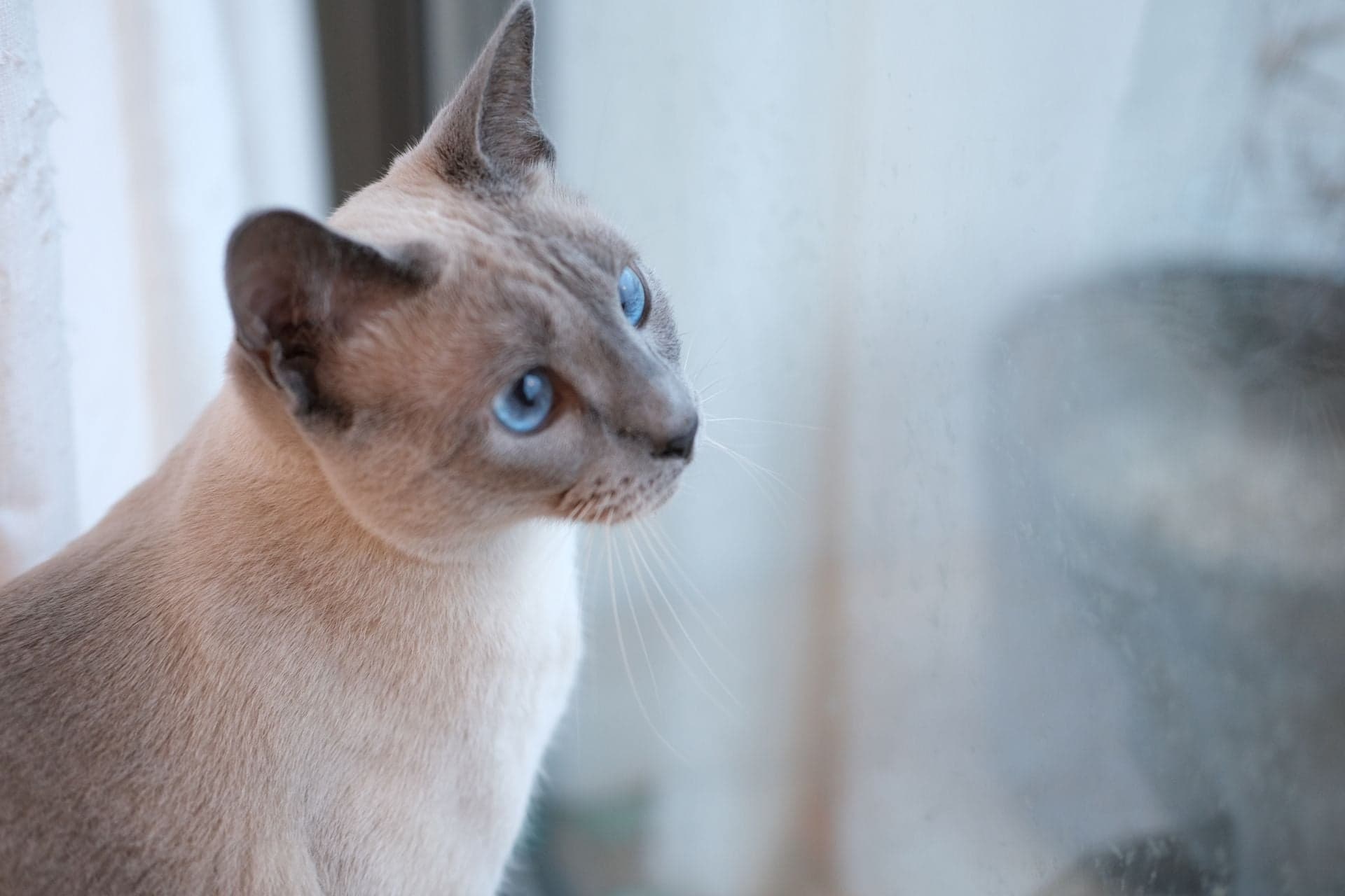窓の外を見る猫