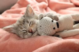 子猫を飼う際に必要な準備とは？事前に用意するグッズと注意点を紹介
