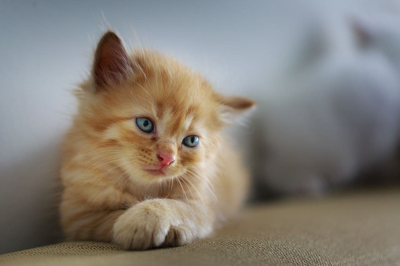 一点を見つめる子猫