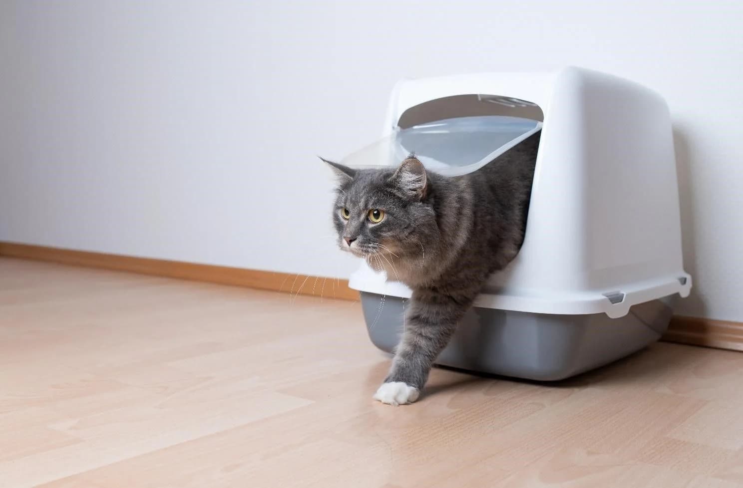 猫 トイレ 回数