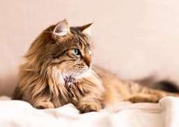 【獣医師監修】老猫が急に元気になる猫のバセドウ病「甲状腺機能亢進症」の気付き方と対処を徹底解説