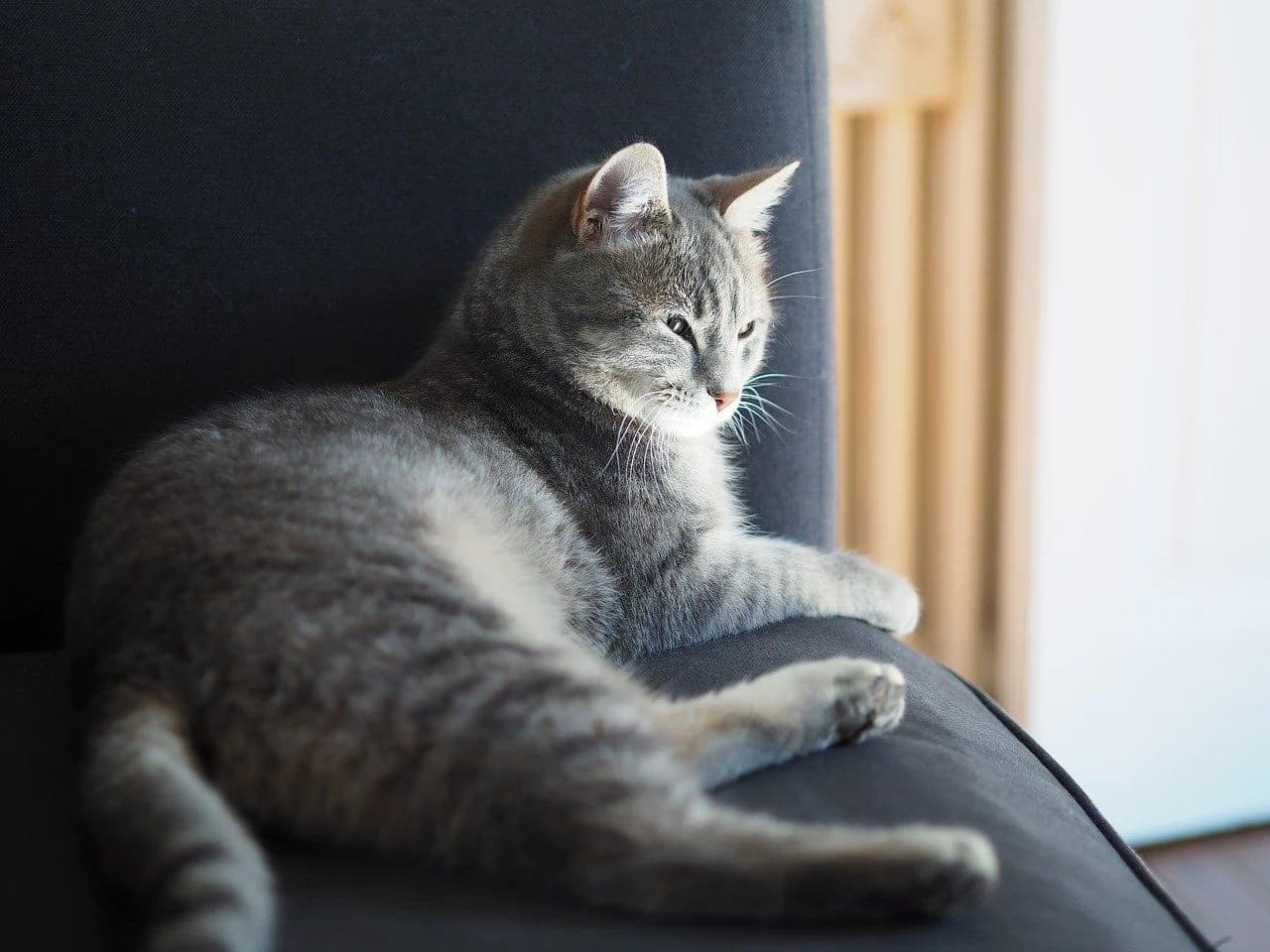 窓の近くで日光浴をしている猫