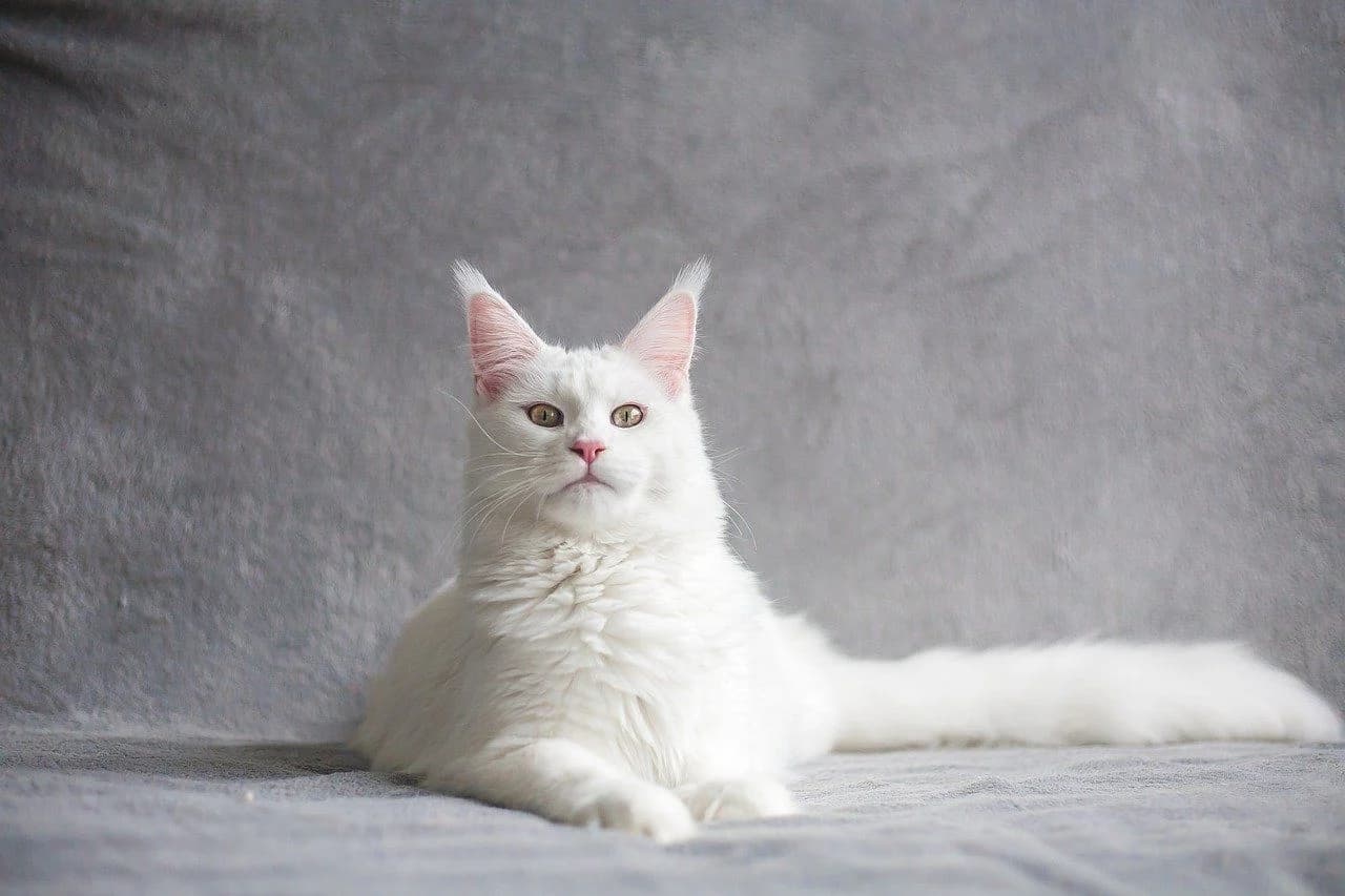 背筋を延ばしてふせている猫