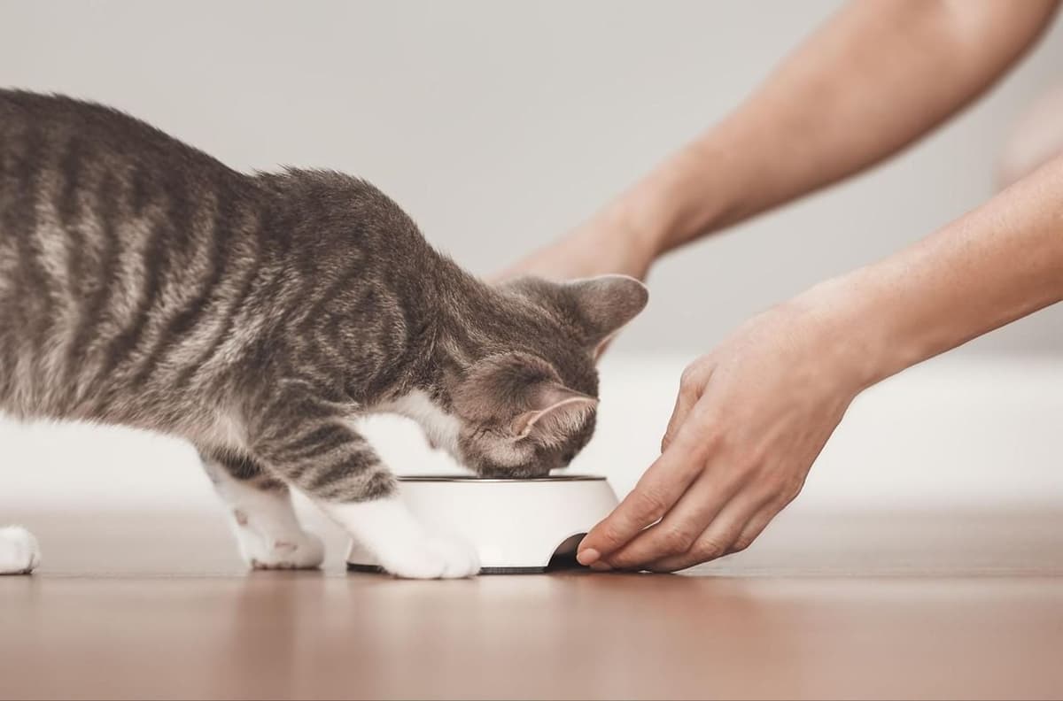 シリーズ「猫様と乳酸菌」第4回　猫様の乳酸菌は「生きて届く」必要ある？生菌・死菌の特性と効果の違いを解説