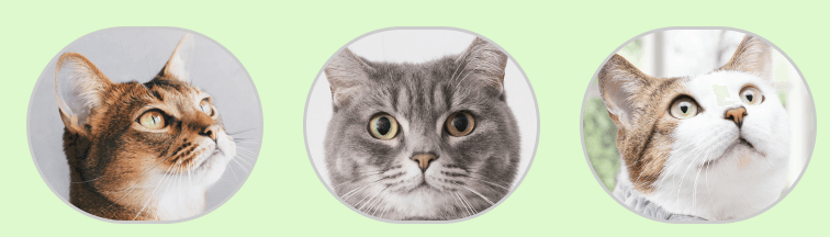 3匹の猫様のプロフィール写真