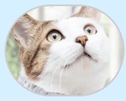Catlog Pendantを装着した猫様
