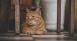 猫の慢性腎不全(慢性腎臓病)を獣医師が徹底解説。治療費や注意したい猫種、原因や治療法もご紹介
