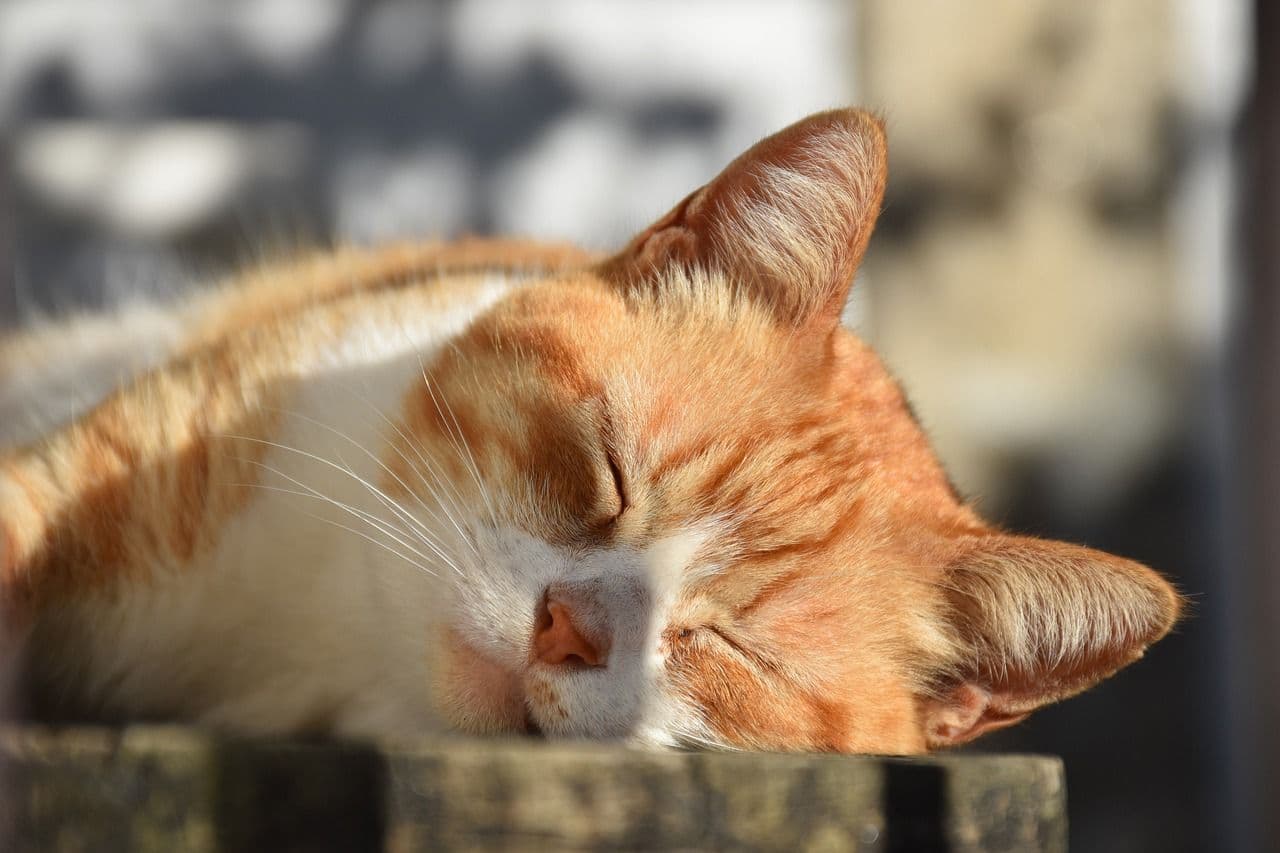 睡眠中の猫 01
