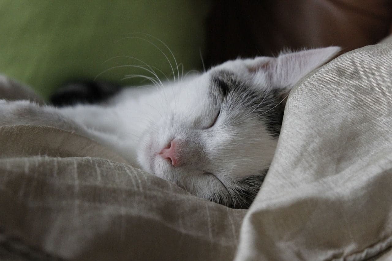 睡眠中の猫 03