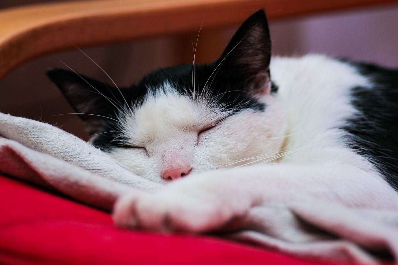 睡眠中の猫 04