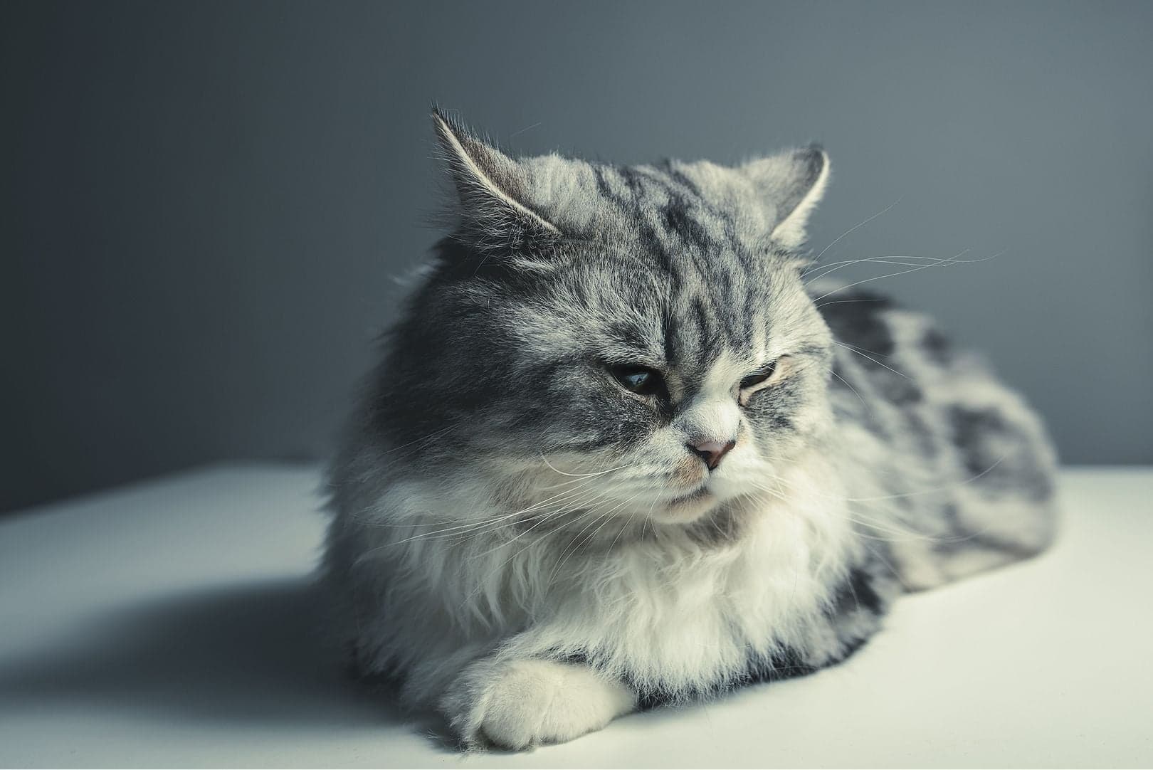 猫の元気が急になくなった? 原因、対処法などを獣医師が解説