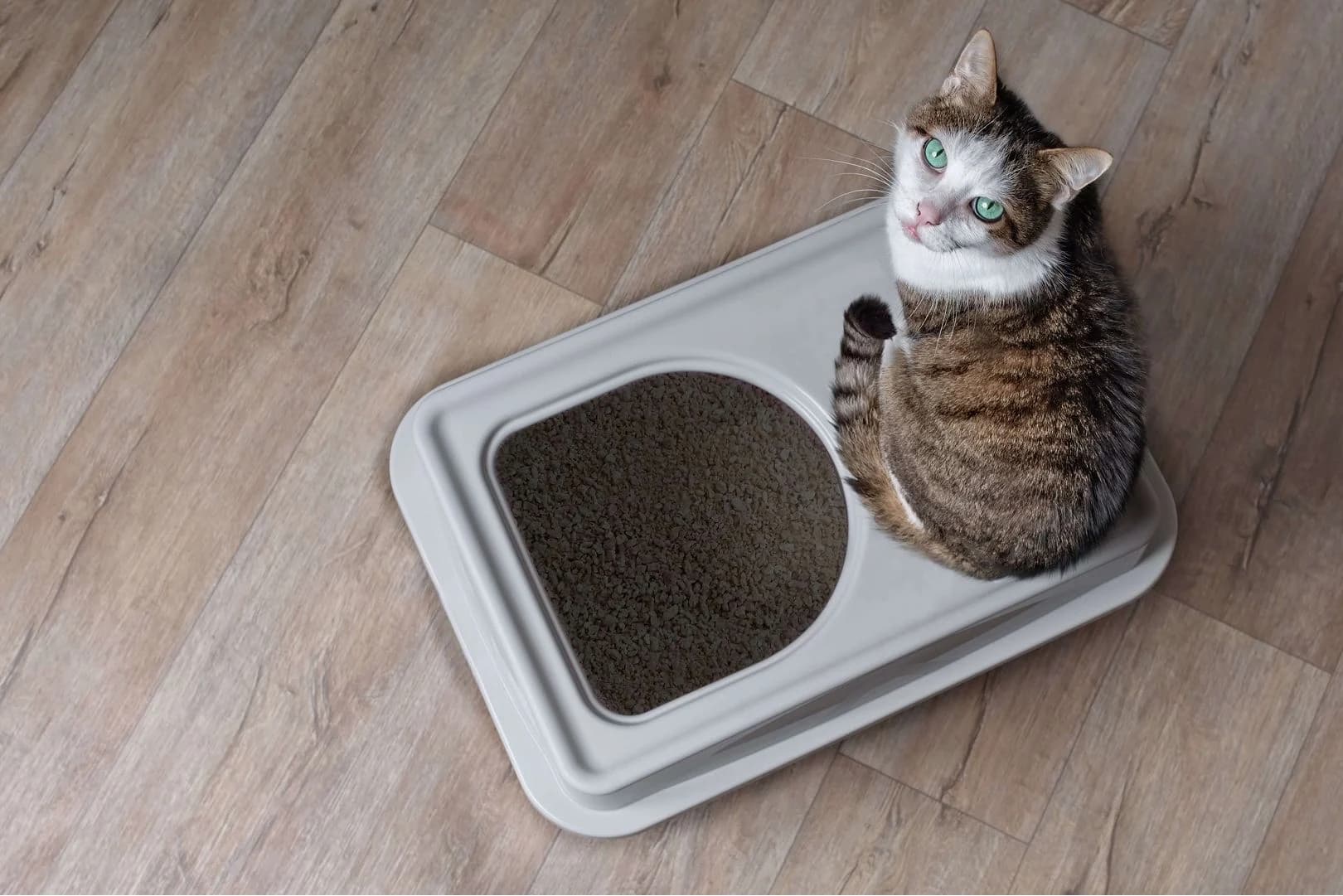 猫のおしっこから健康チェックする方法|不調を判断するポイントも紹介