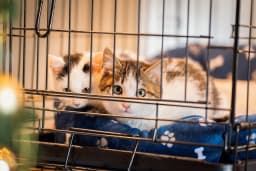 子猫にケージは必要?ケージを選ぶ際の注意点や放し飼いに移行するタイミングを解説
