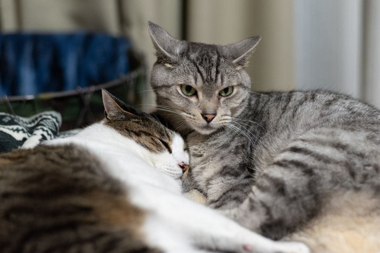 2匹で生活している猫