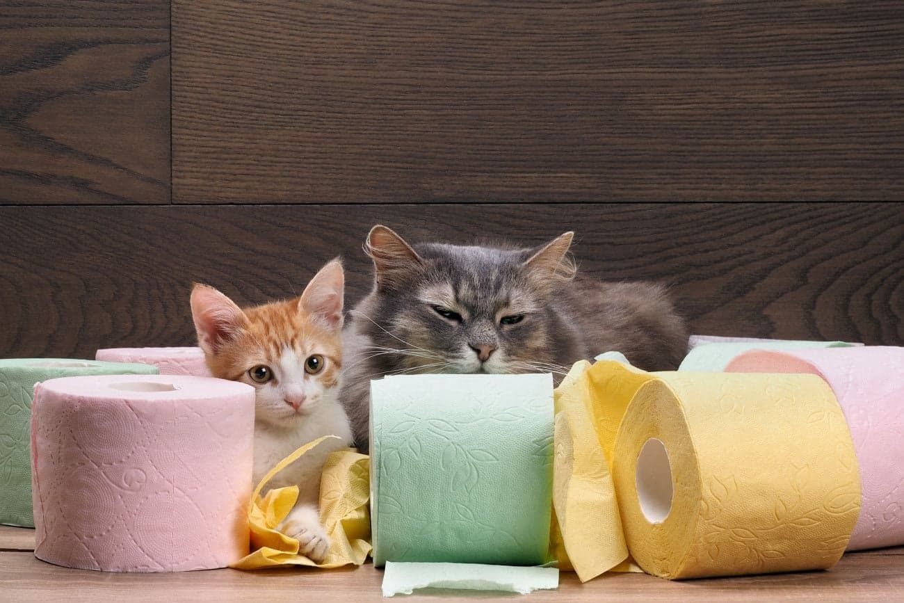 沢山のトイレットペーパに囲まれている2匹の猫