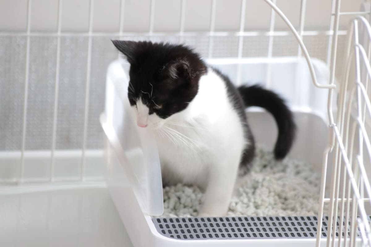 猫の血便の原因は?うんちに血が混ざっている時や下痢をした場合の対処法も