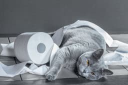 猫がトイレに失敗する原因|失敗しないための方法を解説